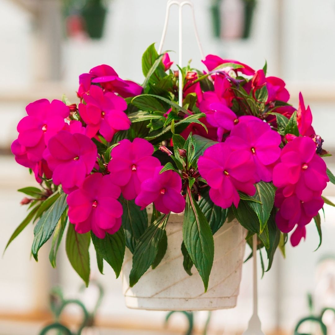New Guinea Impatiens – Super Sonic Lilac – 8″ Hanging Basket